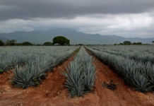 Cofepris issues nationwide health alert warning consumers about the circulation of counterfeit Don Julio Tequila