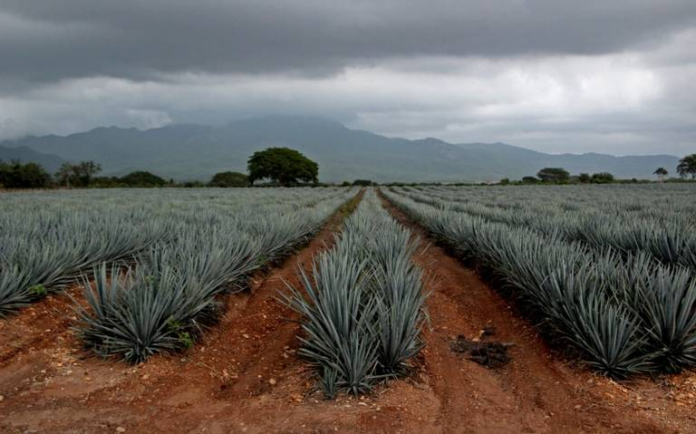 sinaloa mezcal production