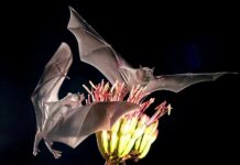 Mexico’s tequila industry relies on bats for agave pollination