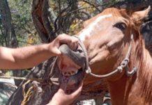 Six abused horses rescued in Chapala after citizen complaint