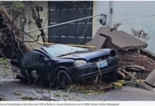 Severe Summer Storm Topples Nearly 120 Trees Across Guadalajara Metropolitan Area