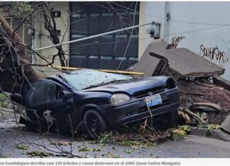 Severe Summer Storm Topples Nearly 120 Trees Across Guadalajara Metropolitan Area
