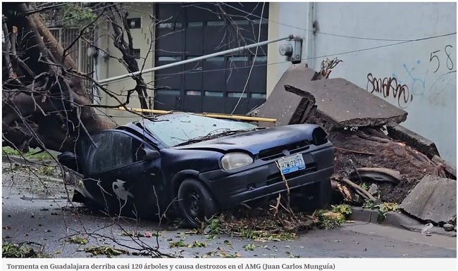 guadalajara fallen tree