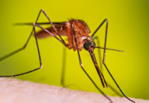 Malaria case detected in Jalisco; patient arrived in the country for the 2026 World Cup