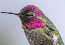 Red-headed hummingbird sighting recorded in Jalisco for the first time.