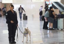 Enhanced Phyto-Sanitary Surveillance at Puerto Vallarta’s International Airport