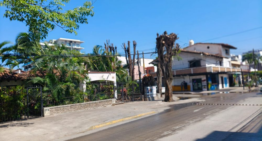Outrage over tree felling in the Versalles neighborhood, north of Puerto Vallarta.